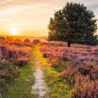 半岛官方APP入口下载手机版